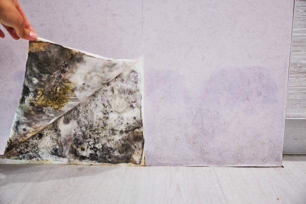 Best Home Mold Removal  in Westgate, FL